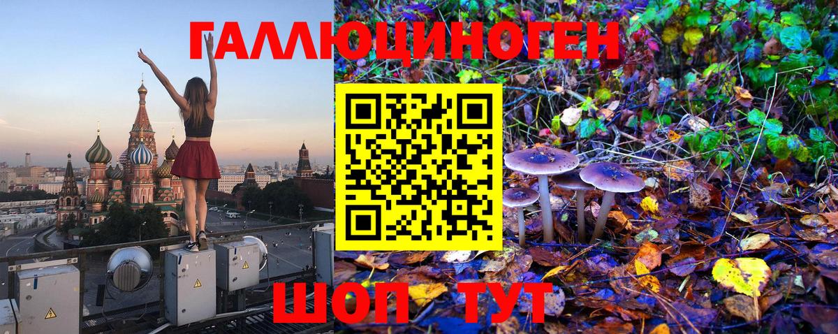 Псилоцибиновые грибы Psilocybine cubensis Тихвин